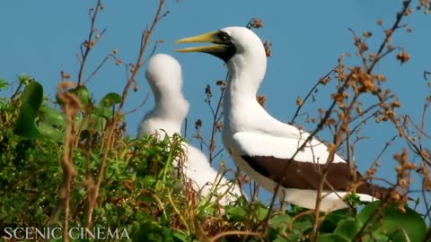 Tropical Forest Birds | Life Of Birds In Rainforest |