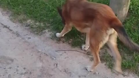 Hermosa mañana de primavera con los peludos - Tacuarembó (10/10/2025)