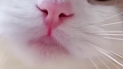 Cat Meowing 😺😺 -- Cat Voice -- Cute Cat Voice Short Video #shorts #cat #catlover