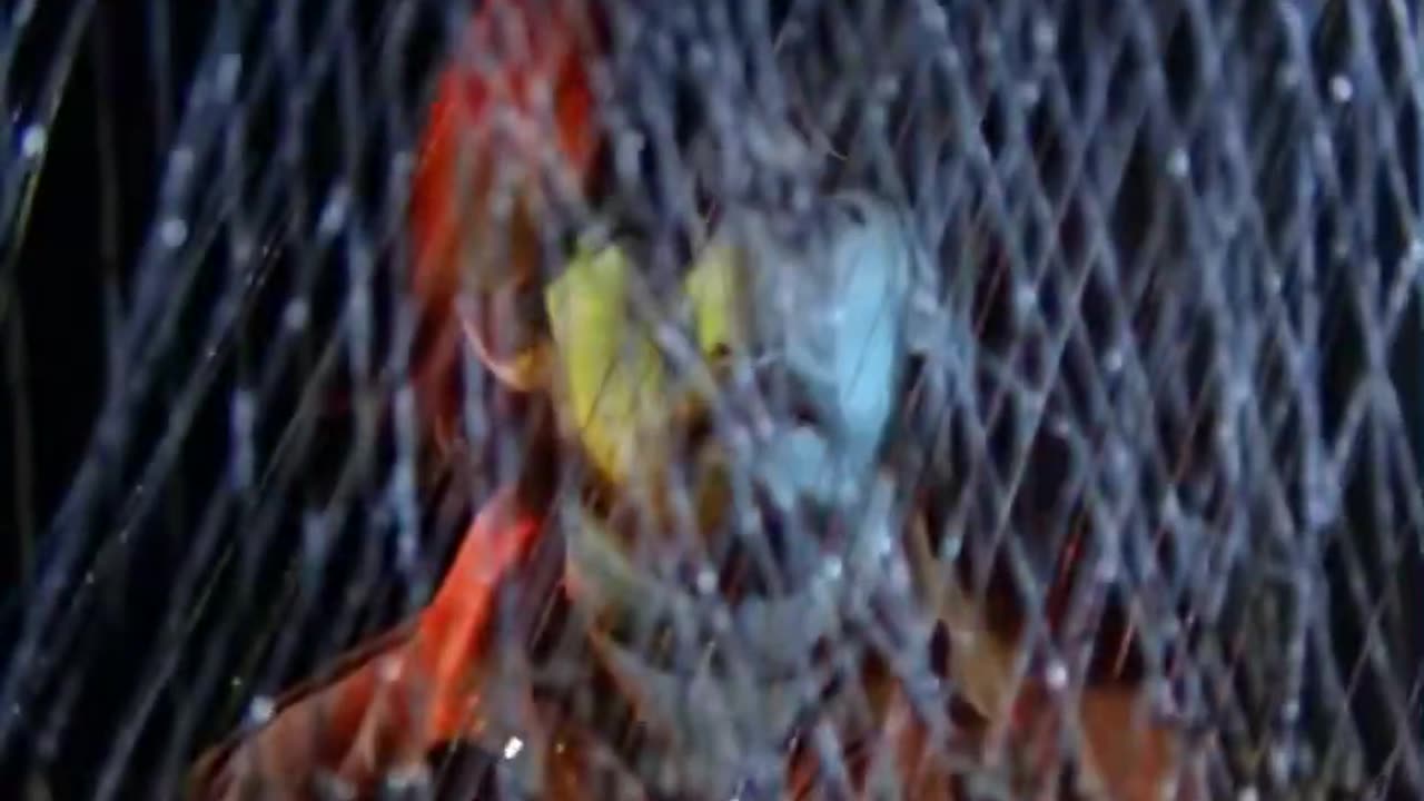 Beatles - Strawberry Fields - Music Video