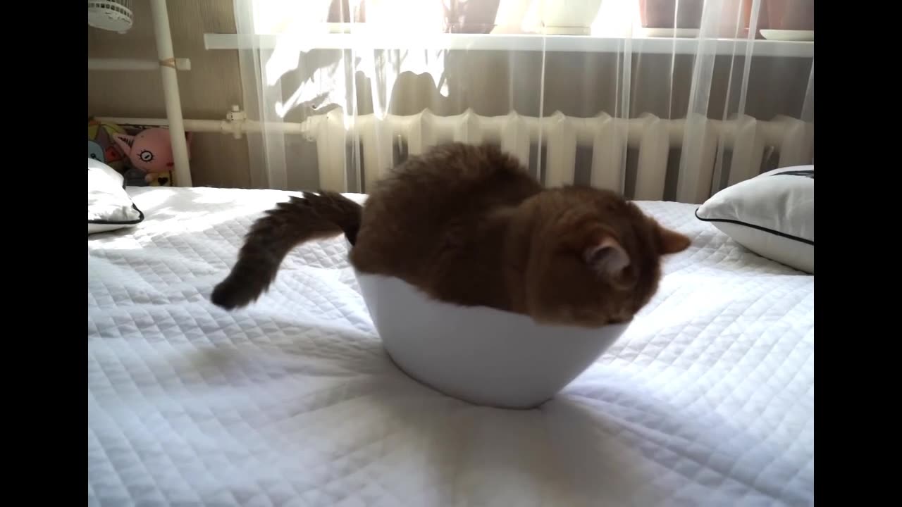 Try Not to Laugh: FUNNIEST Animal Videos EVER! 😂🐾 Impossible Not to Crack Up