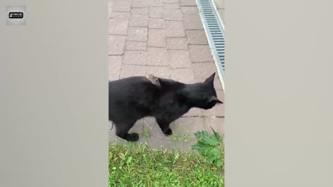 Best Funny Animal Videos of 2024 – Dogs & Cats That Will Make You Laugh!