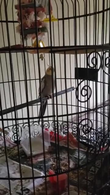 RIP Mr. Jefferson/Music and a bird