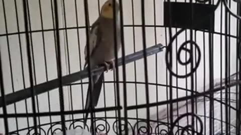 RIP Mr. Jefferson/Music and a bird