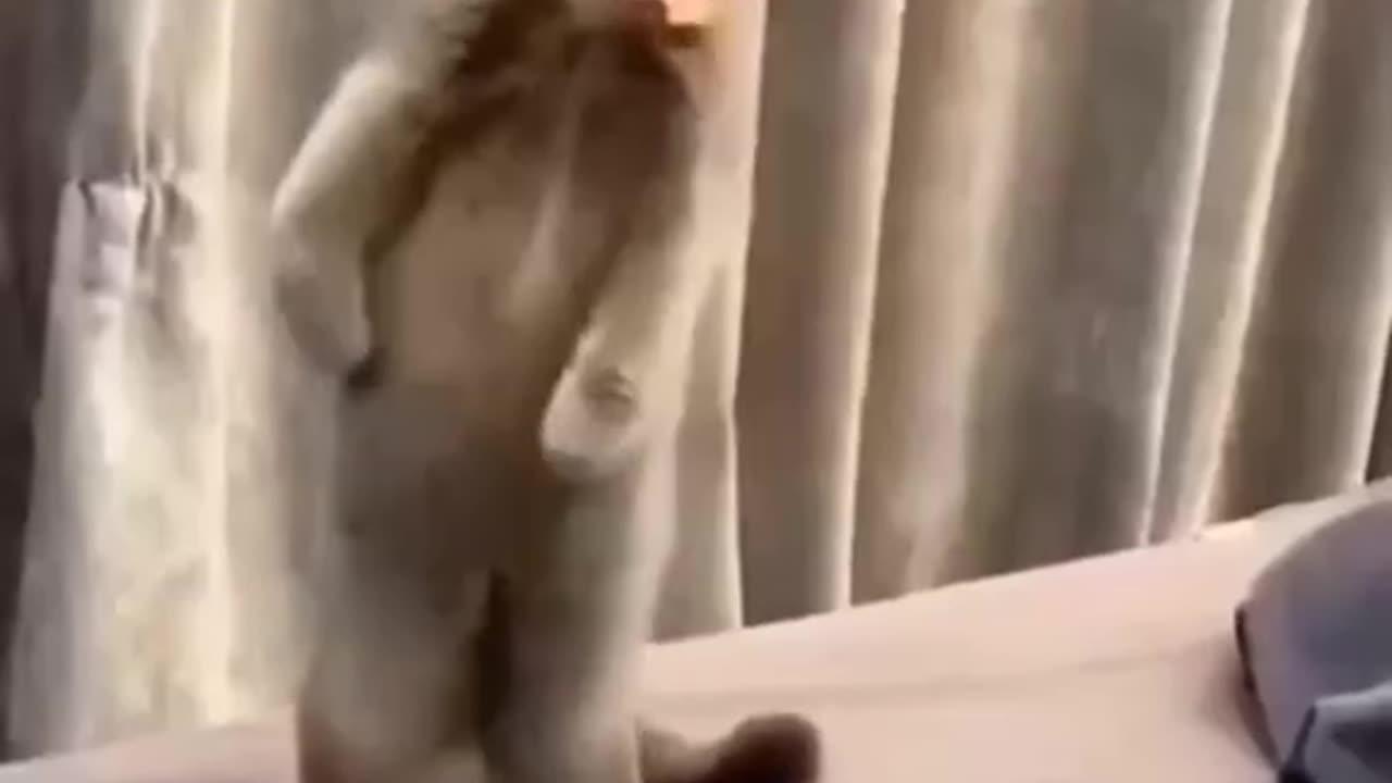 Cats and Dogs: A Domestic Drama with a Predictable Ending