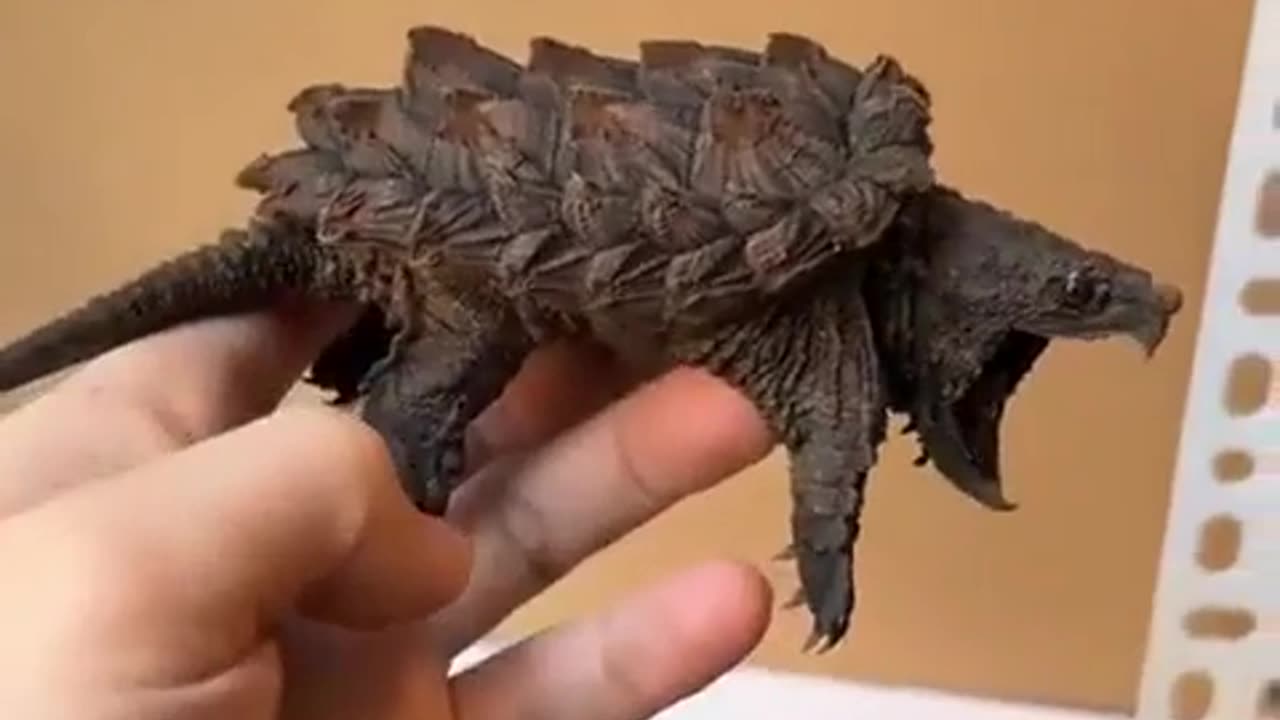 🤯✨ You Won't Believe How Tiny This Alligator Snapping Turtle Is! | FeedMyCuriosity