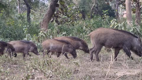 Indian Wild Boar | Wild boar kids walking with their MOMMMY