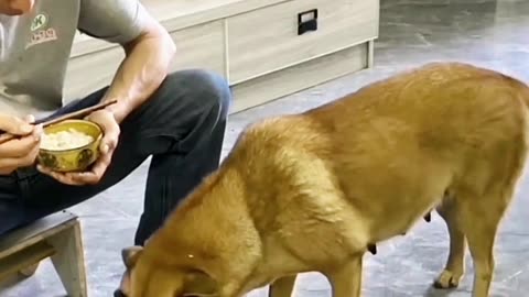 This dog will melt your heart!💙