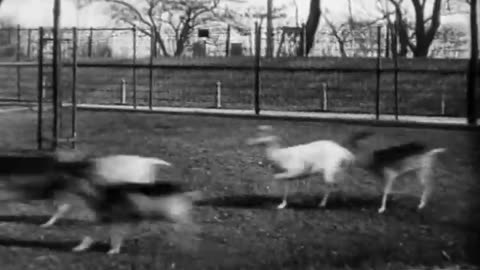 New Orleans, Louisiana Wild Animals - New Orleans, Louisiana Wild Animals - fc-fc-212