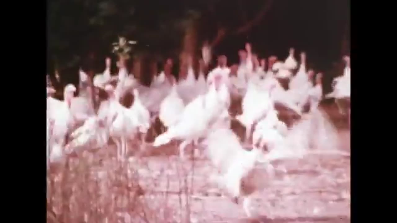 Kazoo Music Drives Turkeys Mad