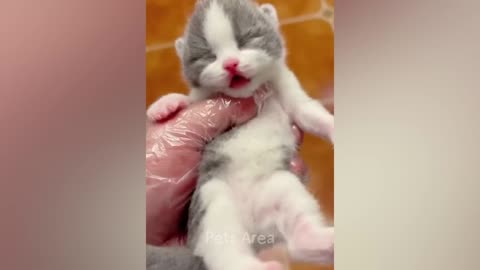 Get ready to laugh till you’re in tears with these funny animals 😂