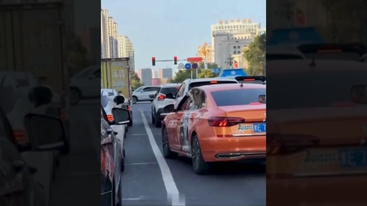 A selection of funny moments with animal #22