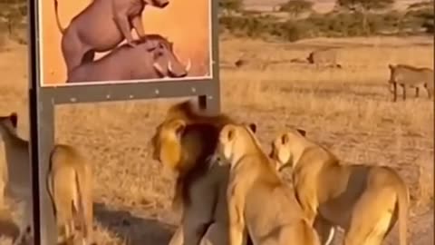 WARTHOG vs LION Photo Prank Gone Wrong