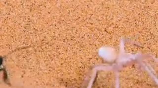 🤯🐝 Epic Battle You Won't Believe! Spider vs Wasp | FunFM