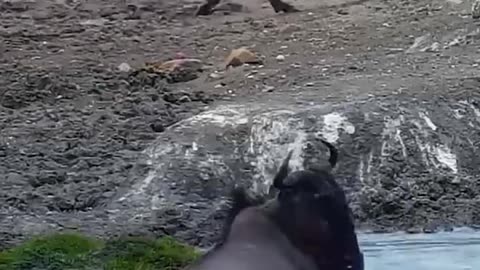 This crocodile attacks the animals that come to drink water