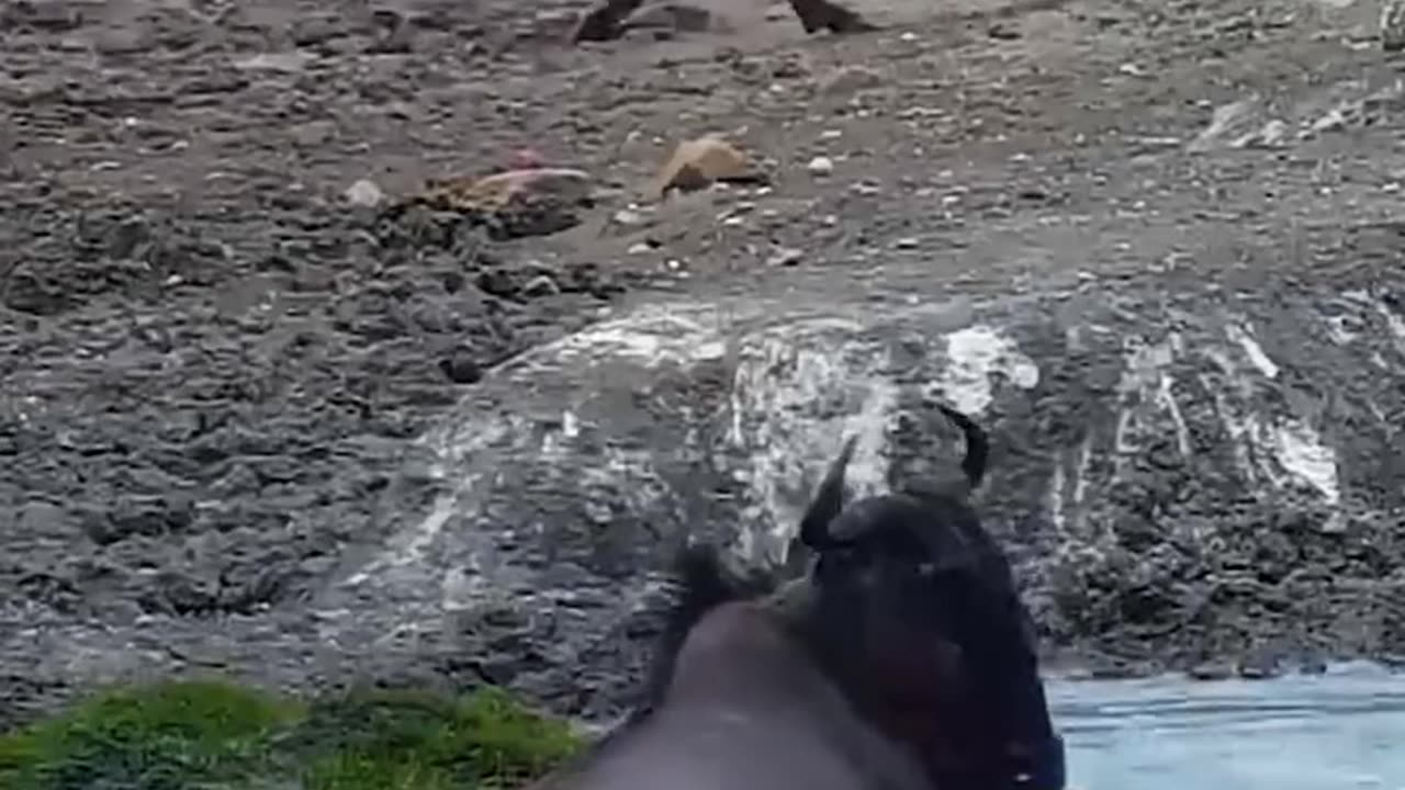 This crocodile attacks the animals that come to drink water