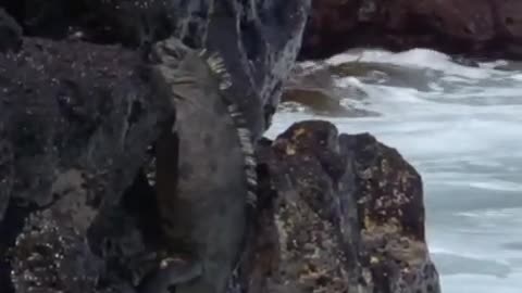 ‎David Attenborough Talks About The Flying Squirrel | BBC Earth