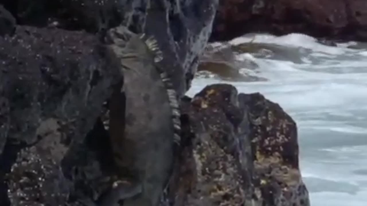 ‎David Attenborough Talks About The Flying Squirrel | BBC Earth