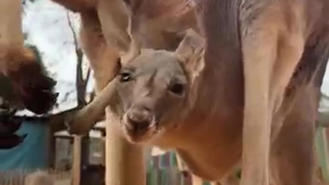 Baby kangaroo is peeking out of the pouch 🥰🦘 #animals #cuteanimals #shorts