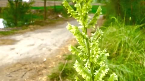 Green Village Village life #maxrecords #larkana #sindh #pakistan