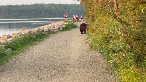 Fat Bear Cooling Off on a Muggy Summer Evening