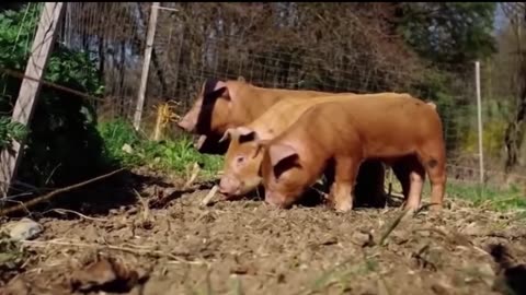 animals getting shocked with funny soundeffects