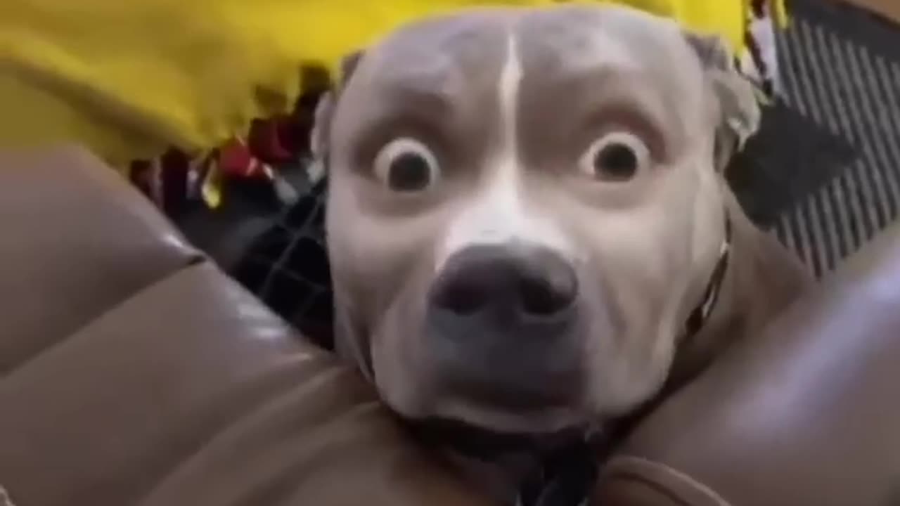 Funny Dog