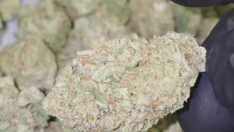 Super Silver Haze THCA Flower