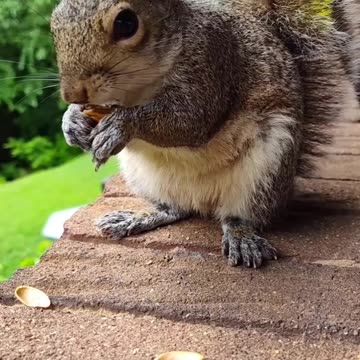 Squirrel eating/Funny and cute animals