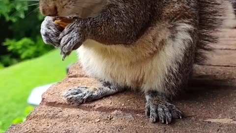Squirrel eating/Funny and cute animals
