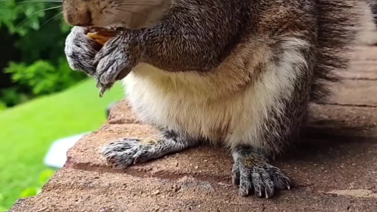 Squirrel eating/Funny and cute animals