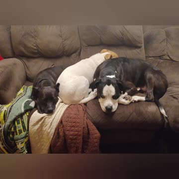 Absurd TV: Hanging Out