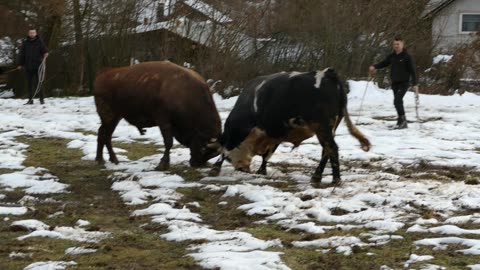 Lozonja i Medonja od Jukića 2026