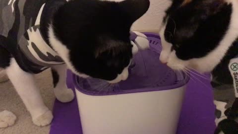 Cats = Millie & Mozzie (2019, March 14th @ 9:49am)