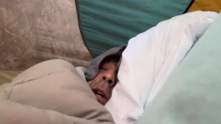 My Life Is Falling Apart ~ Back In The Tent