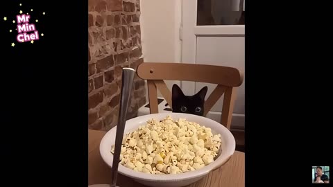 2025 Best Funniest Cats and Dogs Memes Try Not to Laugh Challenge