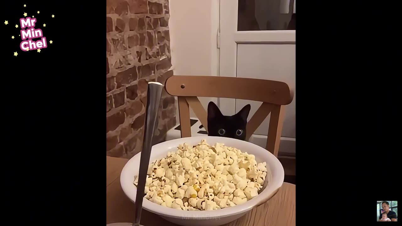 2025 Best Funniest Cats and Dogs Memes Try Not to Laugh Challenge