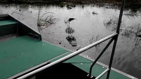 Air Boats & Alligators