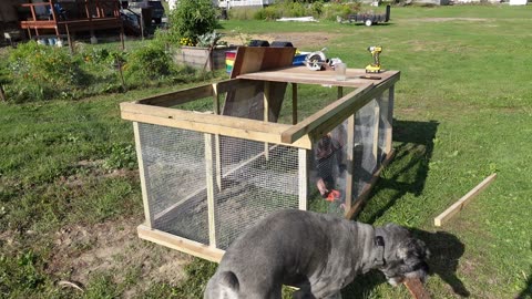 Starting a Homestead From Scratch: Building A Chicken Tractor And Moving The Chickens Out