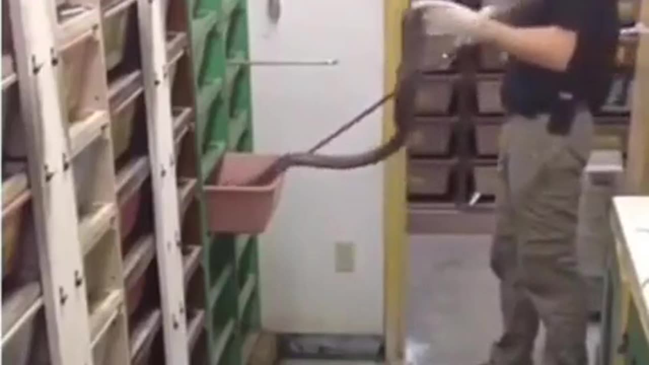 🐍💪 Handling Snakes Like a Pro in a Ophidiarium! | FeedMyCuriosity
