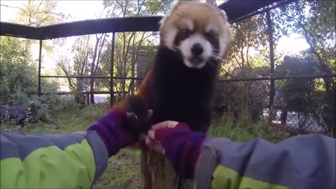 Just Watch this! The cutest Animal on Earth. Red panda!