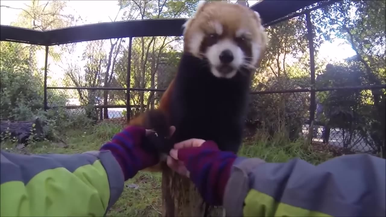 Just Watch this! The cutest Animal on Earth. Red panda!