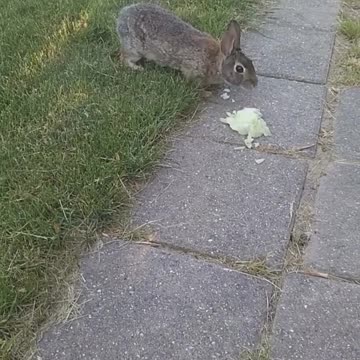 Me feeding a rabbit outside my apt