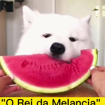 "Operation: Eat Watermelon"