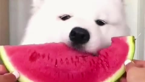 "Operation: Eat Watermelon"