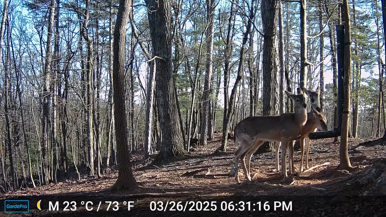 The Woods – 03/26/2025