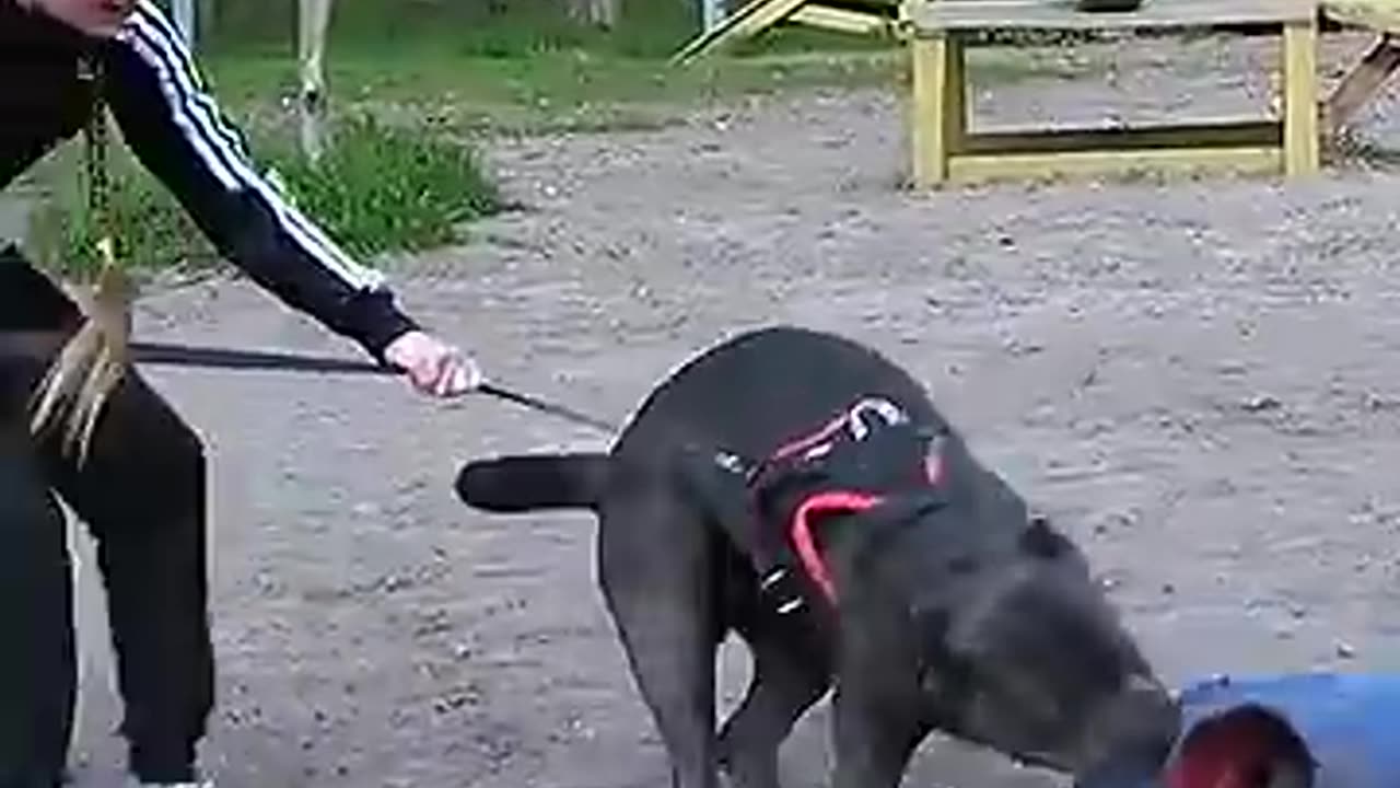 Cano Corso bodyguard Dog saves A Gir From An "inductor" Dog training Guard odessa ukraine l