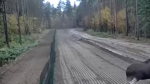 Moose doesn’t recognize border fences