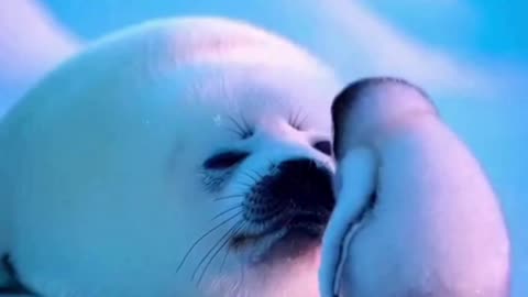 🐧🦭 This Penguin and Seal Moment Was Unexpected… And Adorably Funny 😂❄️