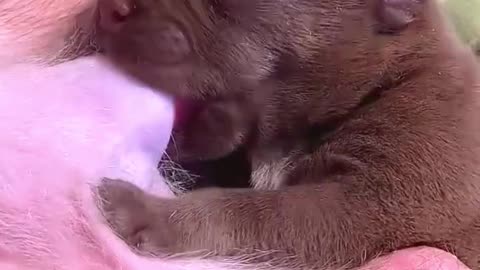 puppy eating